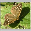 Pararge aegeria - Waldbrettspiel 01.jpg